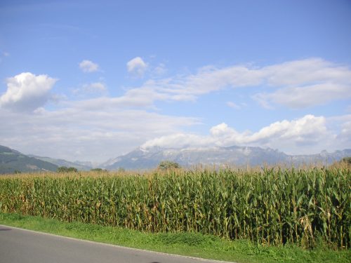 Hình nền núi – Field, corn, Liechtenstein, Mountains, Alps, Vaduz, sky, clouds, landscape