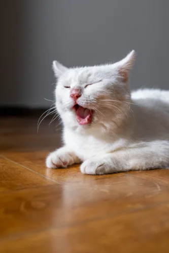 Ảnh chế hài hước 4