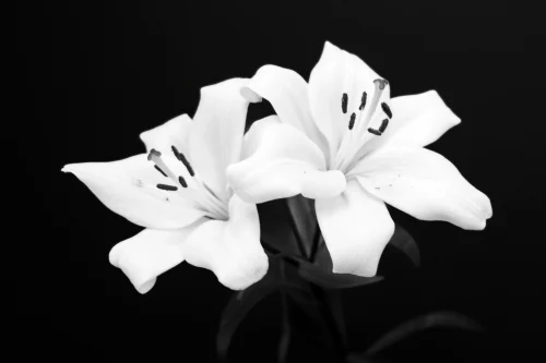Ảnh trắng đen 15