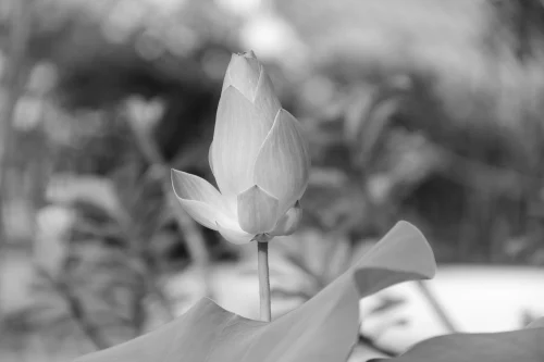 Ảnh trắng đen 68