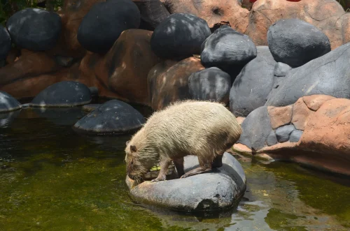 Capybara vẽ nét đơn giản giơ tay chữ V, má hồng, nền trắng trơn