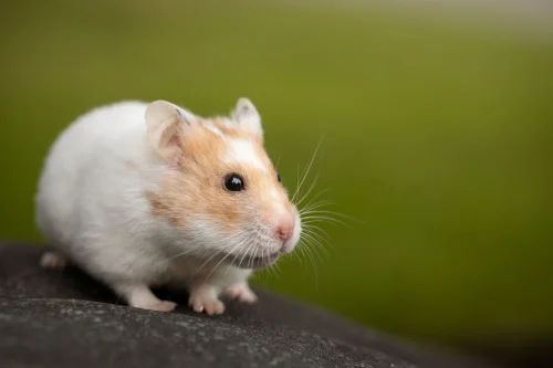 Capybara chụp thật đứng hai chân giơ tay bó tay, nền xanh dương