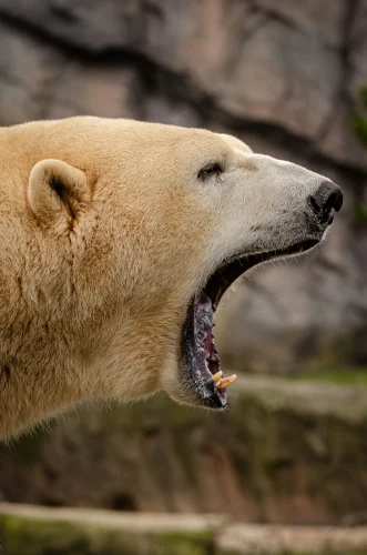 Capybara vẽ chống cằm nhíu mày liếc xéo, kiểu nghi ngờ