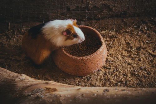 Capybara vẽ nằm trên bãi cỏ hoa vàng, miệng ngậm một bông