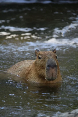 Avatar capybara 15