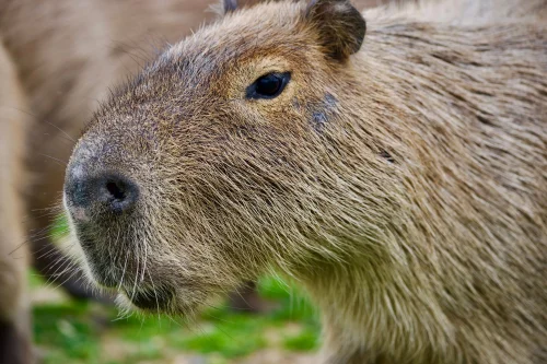 Avatar capybara 16