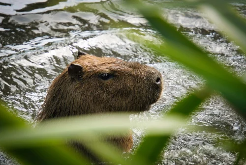 Avatar capybara 18