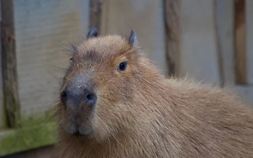 Avatar capybara 19