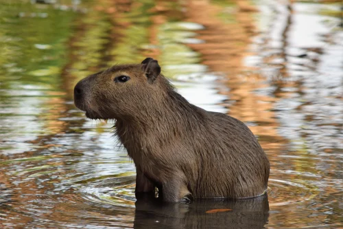 Avatar capybara 20