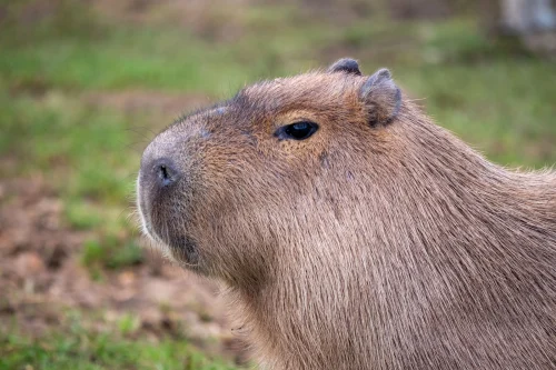 Avatar capybara 22