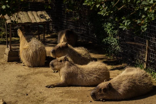 Avatar capybara 23