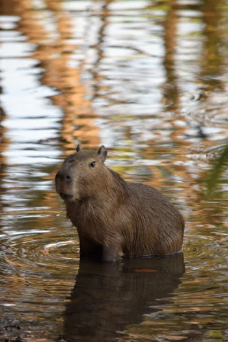 Avatar capybara 24