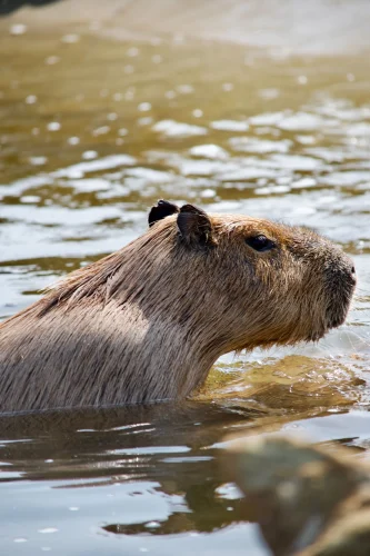 Avatar capybara 26