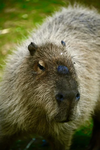 Avatar capybara 28