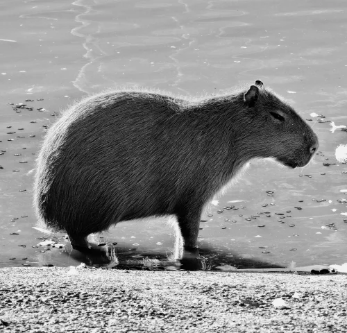 Avatar capybara 29