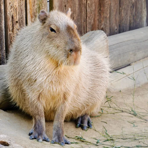 Avatar capybara 30