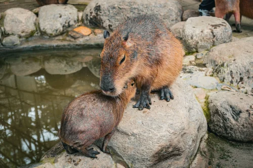 Avatar capybara 31
