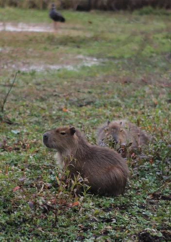 Avatar capybara 33