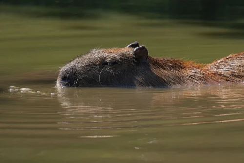 Avatar capybara 34