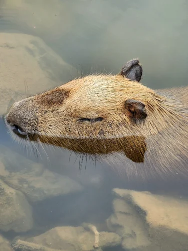Avatar capybara 35