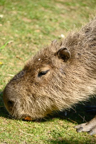 Avatar capybara 36