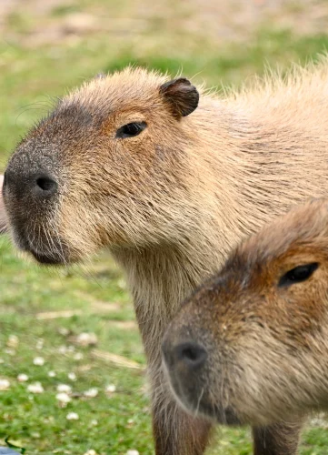 Avatar capybara 37