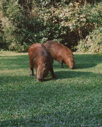 Avatar capybara 38