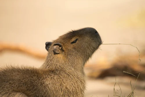 Avatar capybara 39