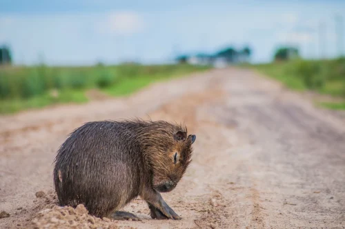 Avatar capybara 40