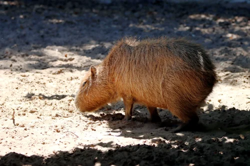 Avatar capybara 42