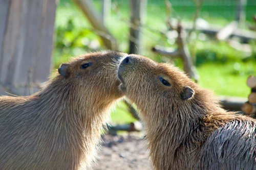 Avatar capybara 43