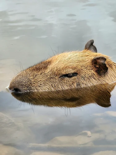 Avatar capybara 45