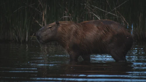 Avatar capybara 46