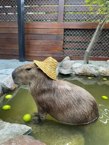 Avatar capybara 47