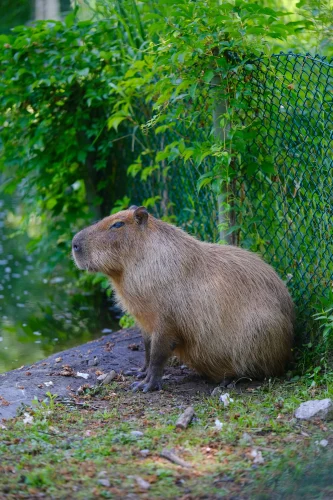 Avatar capybara 49