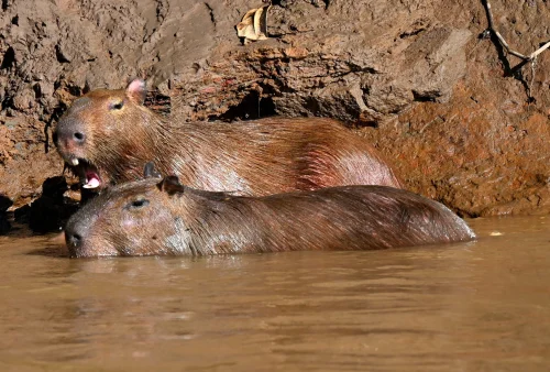 Avatar capybara 50