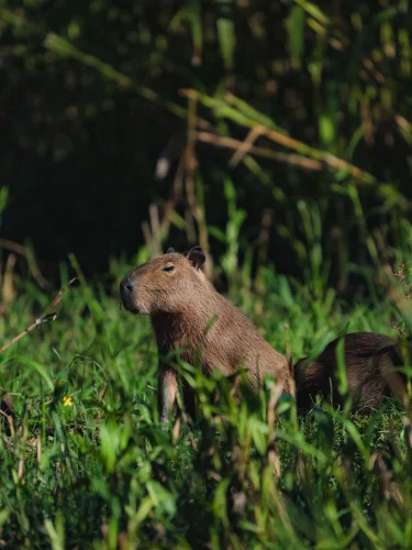 Avatar capybara 52
