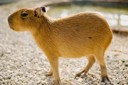 Avatar capybara 53