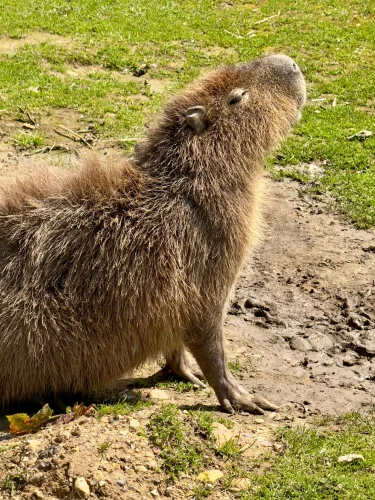 Avatar capybara 54