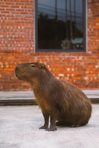 Avatar capybara 55