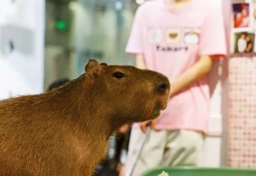 Avatar capybara 56