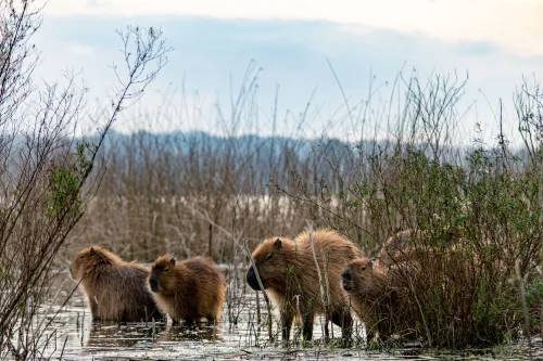 Avatar capybara 57