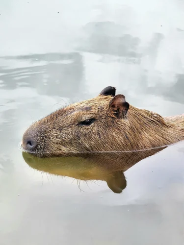Avatar capybara 58