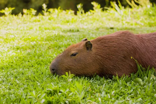 Avatar capybara 60