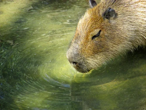 Avatar capybara 1