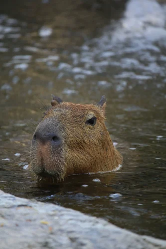 Avatar capybara 3