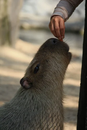 Avatar capybara 4