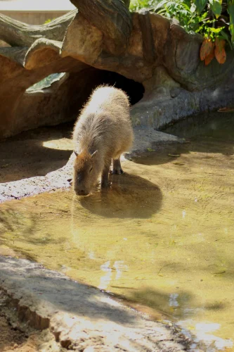 Avatar capybara 5