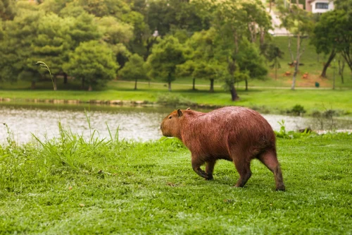 Avatar capybara 6