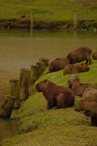 Avatar capybara 7
